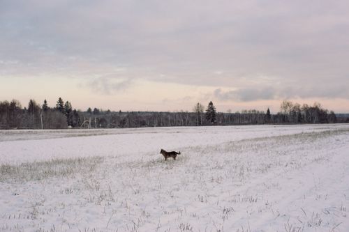 Free Vast snowy meadow with dog surrounded with trees and cloudy gray gloomy sky Stock Photo