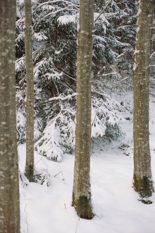 Free Trees with thin trunks growing in snowy winter forest with spruce in cold weather Stock Photo