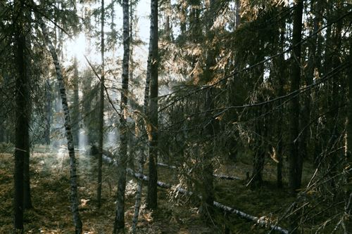Free Coniferous forest with birch trees and moss on ground in bright light of sun in summer Stock Photo
