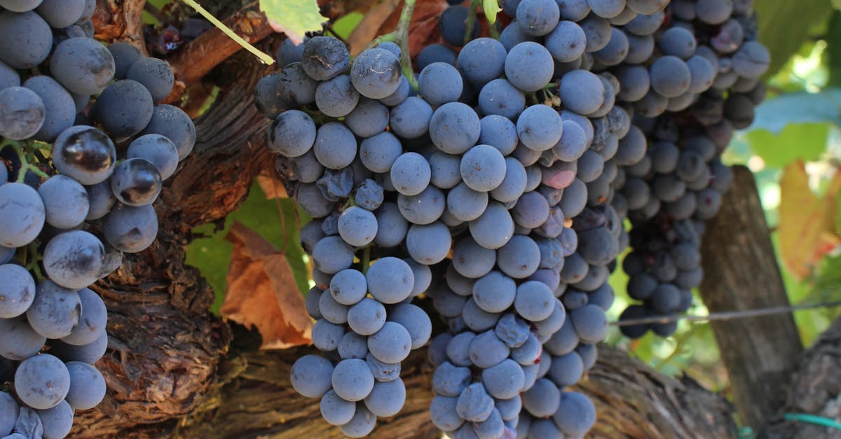 Free stock photo of grapes, vineyard