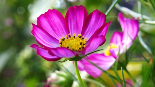 Free Close-up of a vibrant pink cosmos flower in bloom, highlighting delicate petals and yellow center. Stock Photo