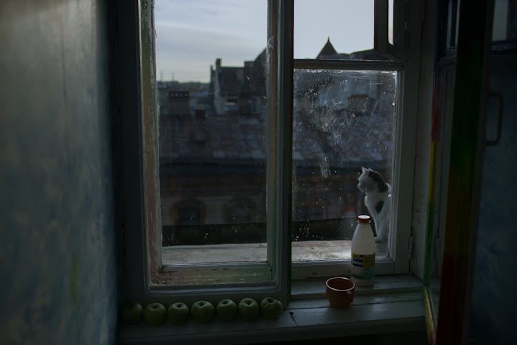 Cat And Apples On Windowsill In Morning