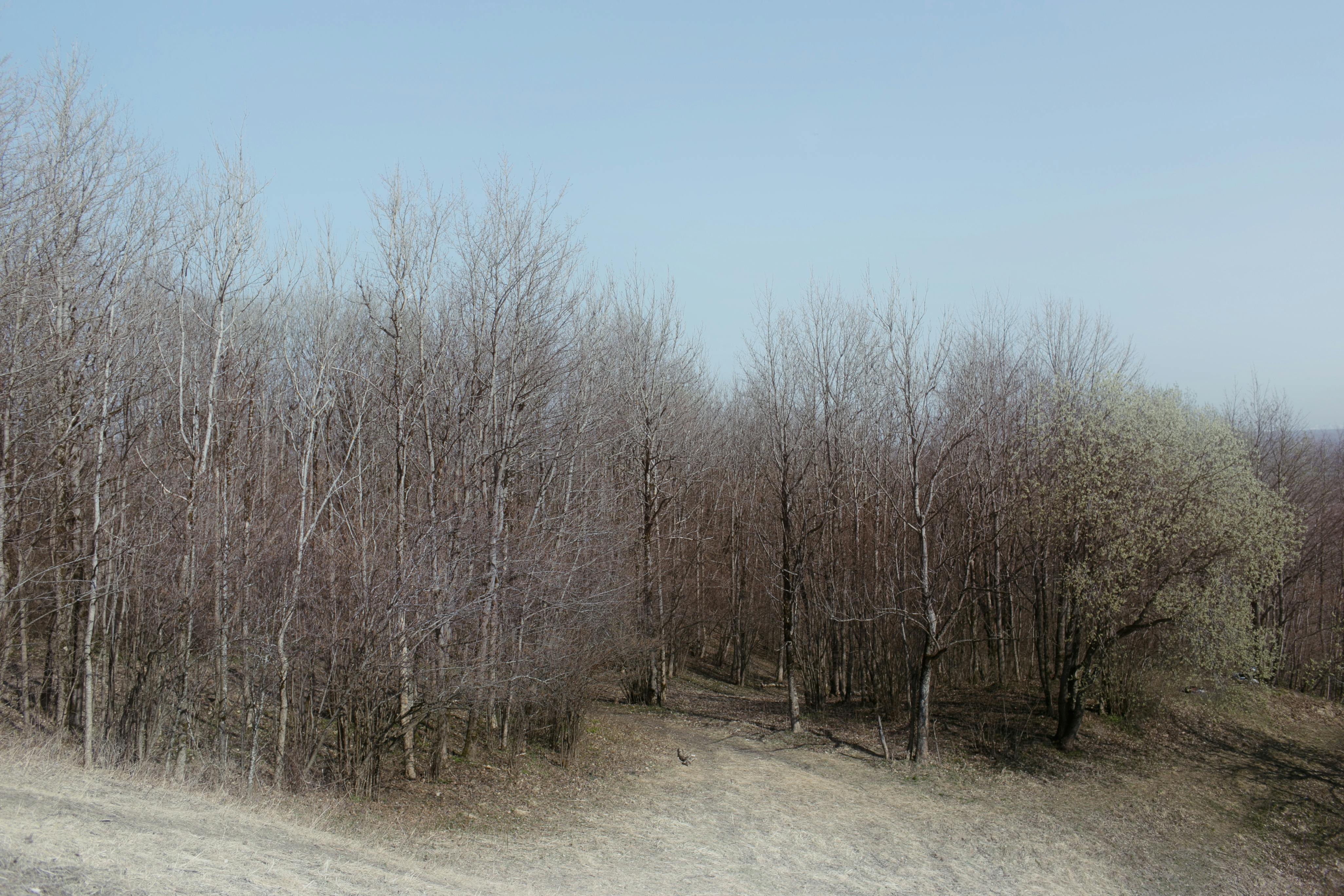 leafless trees in woods under blue sky