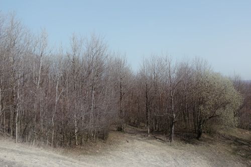 Free Empty narrow path going near leafless trees in forest under blue cloudless sky Stock Photo