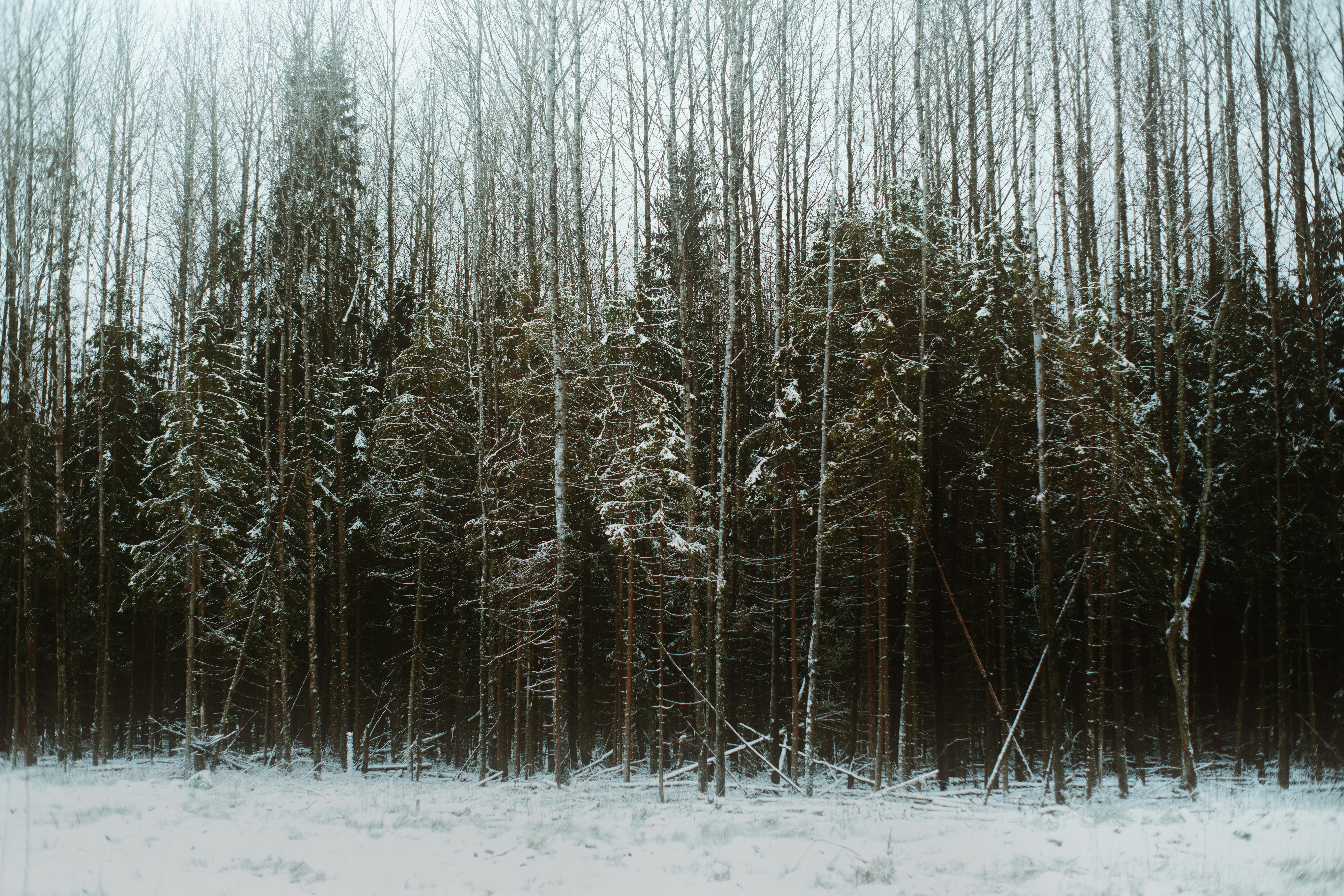 winter forest with evergreen and leafless trees