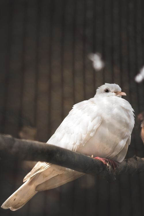 Free Close-up of a white dove sitting gracefully on a tree branch in Batam, Indonesia. Stock Photo