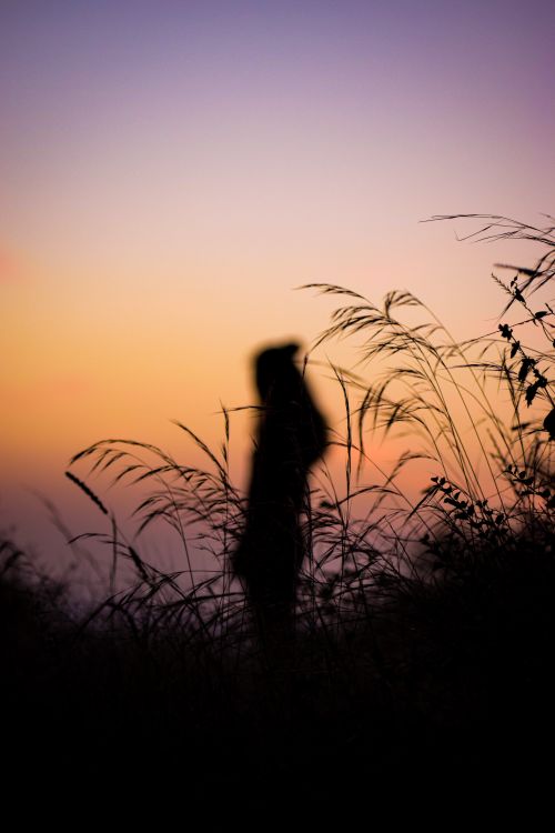 Free A striking silhouette of a person standing amidst tall grass against a vibrant sunset sky. Stock Photo