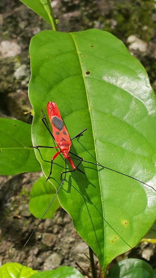 Foto profissional grátis de erro, inseto, natureza