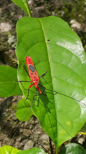 Free stock photo of bug, insect, leaf