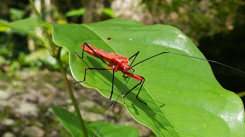 Foto profissional grátis de bug vermelho, erro, inseto