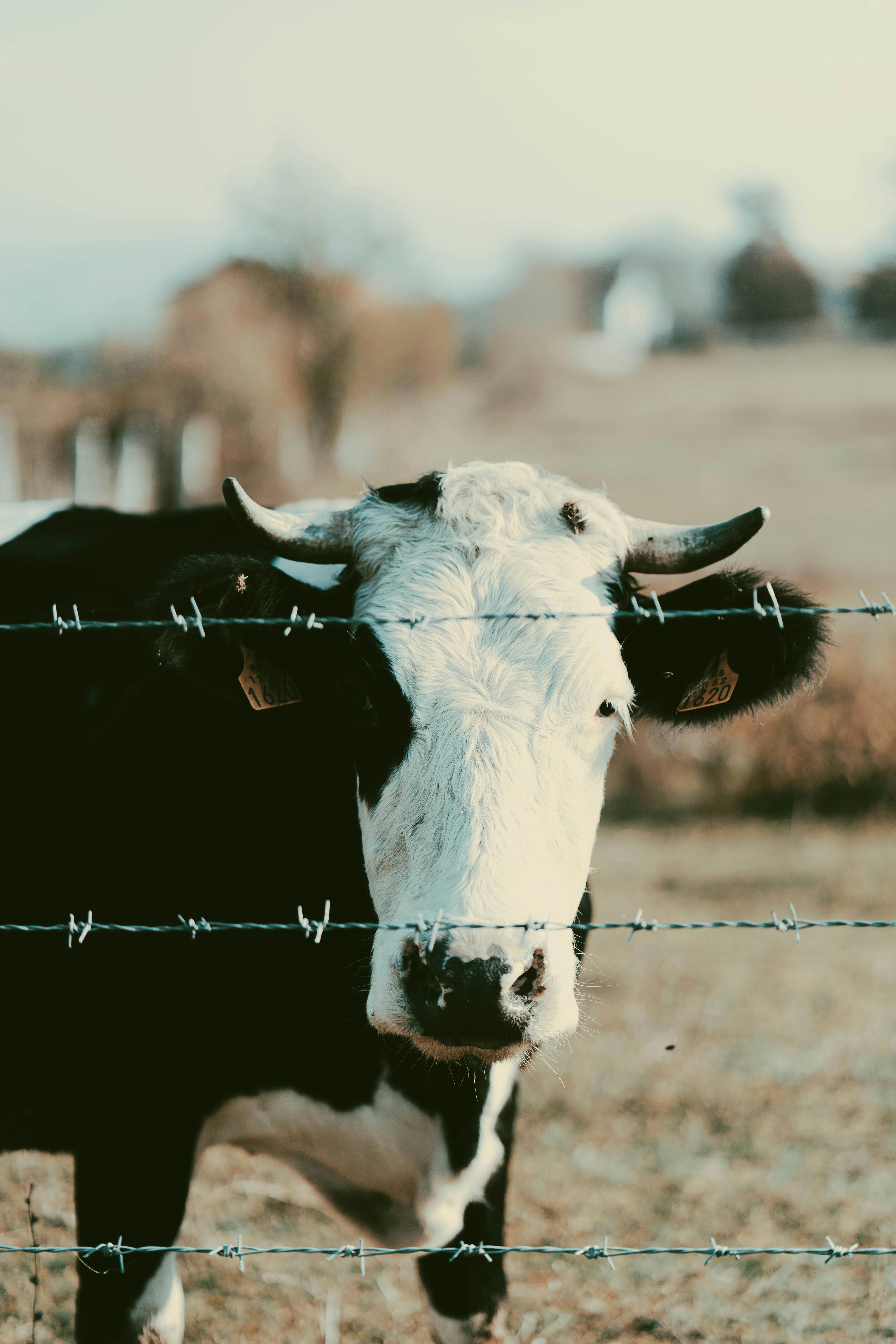 close up shot of a black and white cow