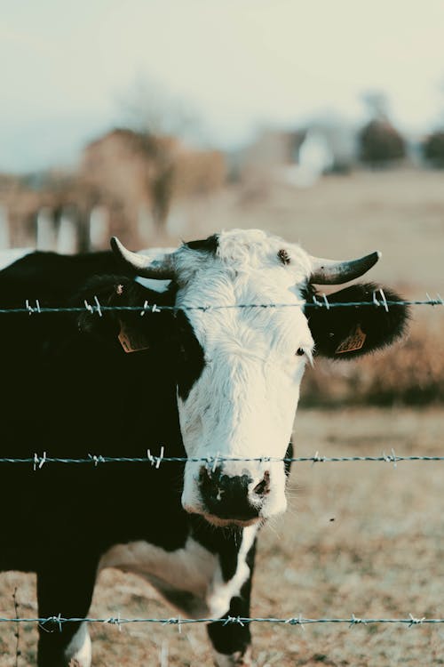 Δωρεάν στοκ φωτογραφιών με bovidae, αγελάδα, βόδια