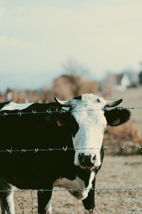 농장 동물, 동물, 동물 사진의 무료 스톡 사진