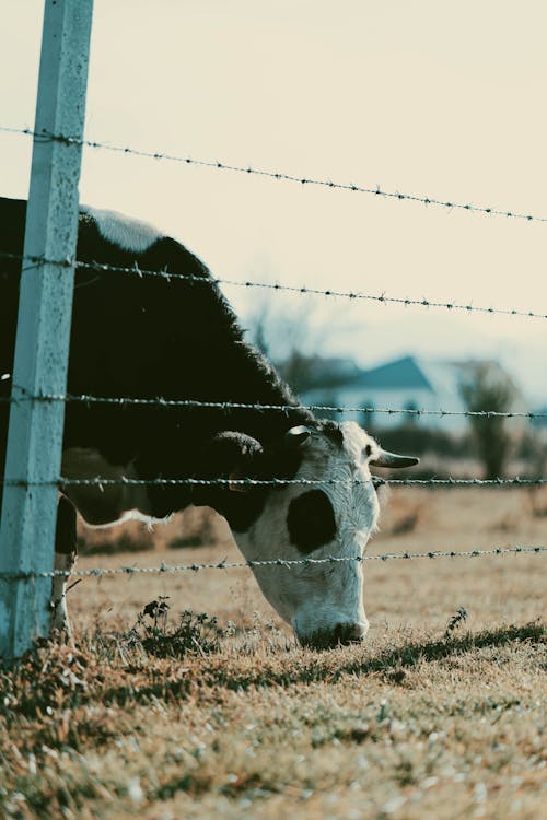 A Cow Grazing on a Grassy Field