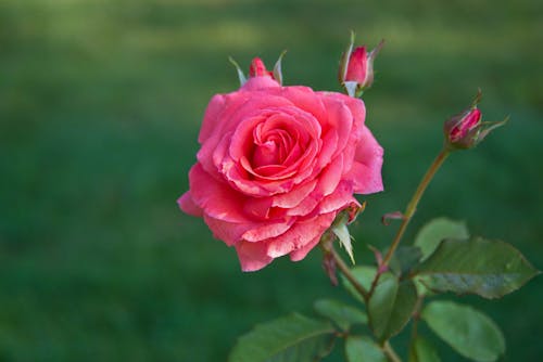 Pink Rose in Close Up Photography