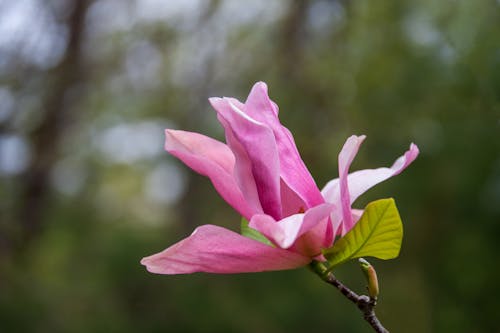 Free stock photo of blossom, flowers, garden