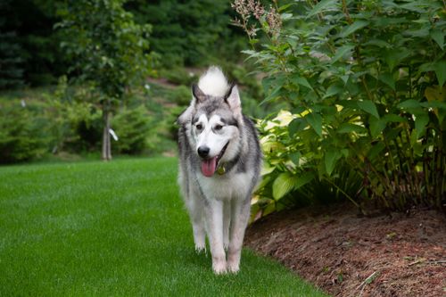 Free A Siberian Husky dog walking on lush grass in a vibrant garden setting. Stock Photo