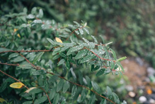 Ilmainen kuvapankkikuva tunnisteilla kasvi, kasvikunta, lähikuva Kuvapankkikuva
