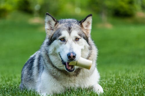White and Black Siberian Husky Puppy Biting White Ice Cream Cone on Green Grass Field during