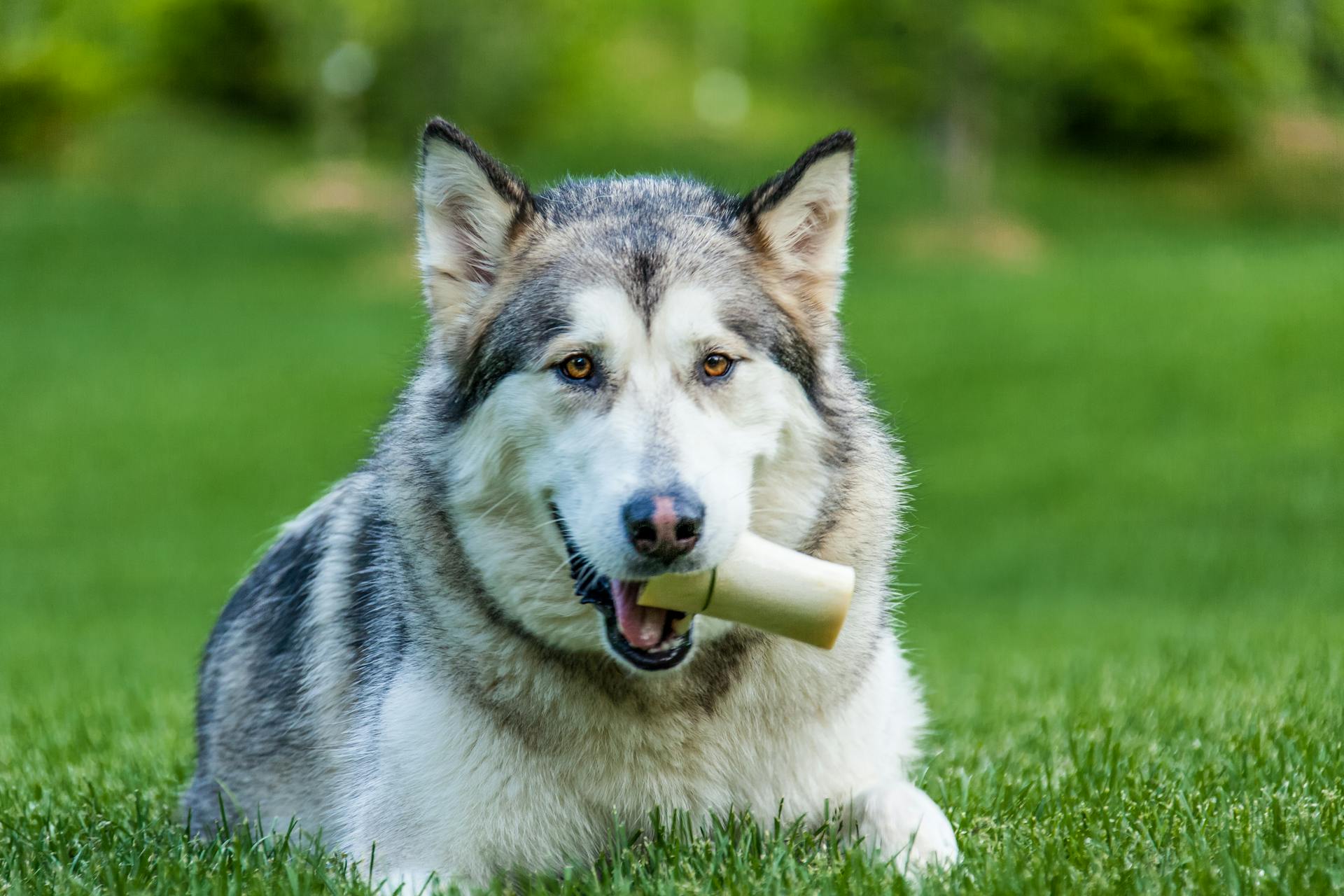 Vit och svart sibirisk husky valp biter vit glasskott på grönt gräs under