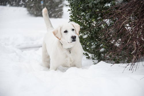 Free White Labrador Retriever Standing on the Snow Stock Photo