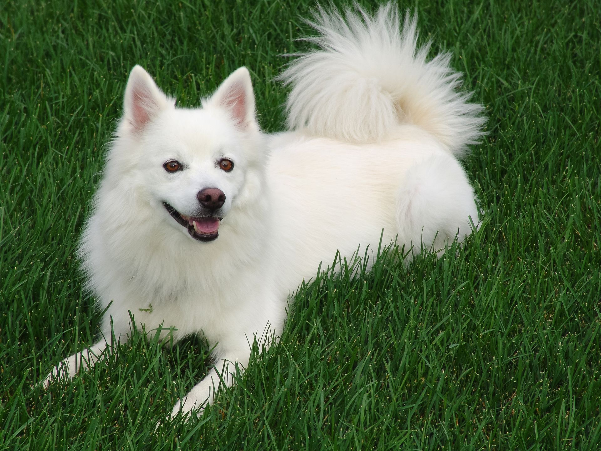 A Japanese Spitz