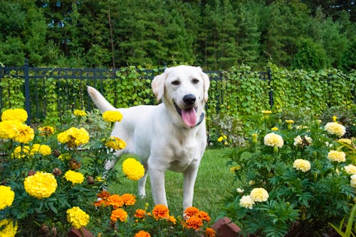 Free stock photo of cute, dogs, flowes