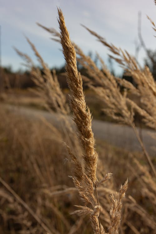 Free Thin stem with rye cultivated in field of countryside under cloudy sky on blurred background Stock Photo