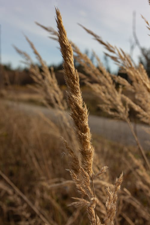 Thin stem with rye cultivated in field of countryside under cloudy sky on blurred background