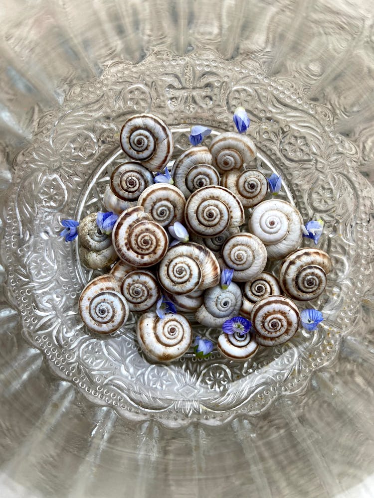 Heaped Small Shells In Glass Bowl