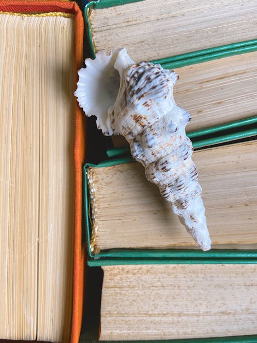 Top view composition of big marine shell placed on stacked thick books in daylight