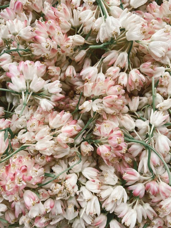 繊細な白とピンクの花が山積み