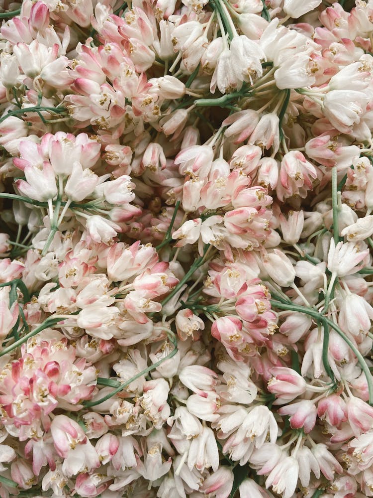 Delicate White And Pink Flowers Heaped Together