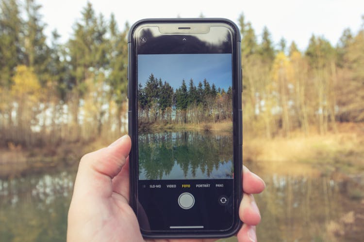 Person Taking Photo Of Coniferous Trees With Smartphone