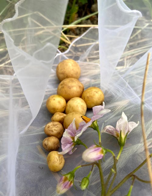 From above of harvest of potatoes on transparent fabric in agricultural field in countryside