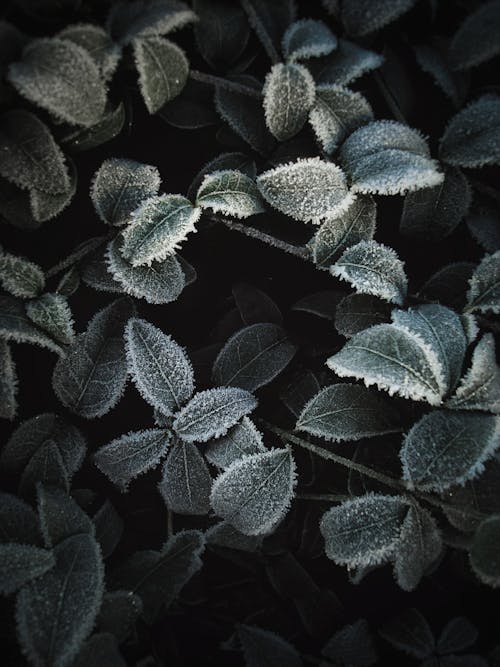 A Frozen Leaves