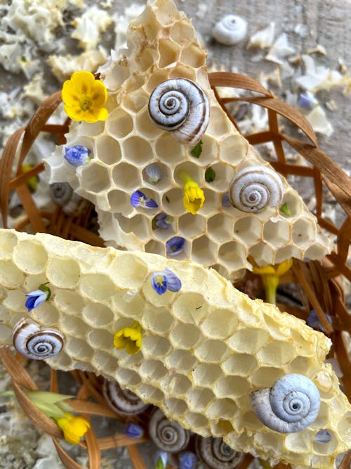 Wax honeycomb with seashells and flowers