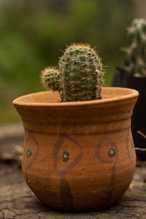 Small Cactus in a Clay Pot