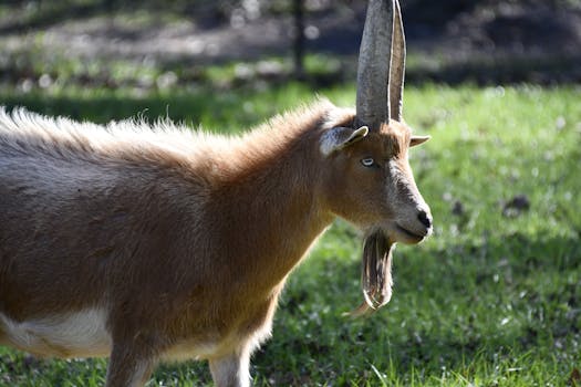 A goat with impressive horns stands in a sunlit green pasture, showcasing its regal presence.