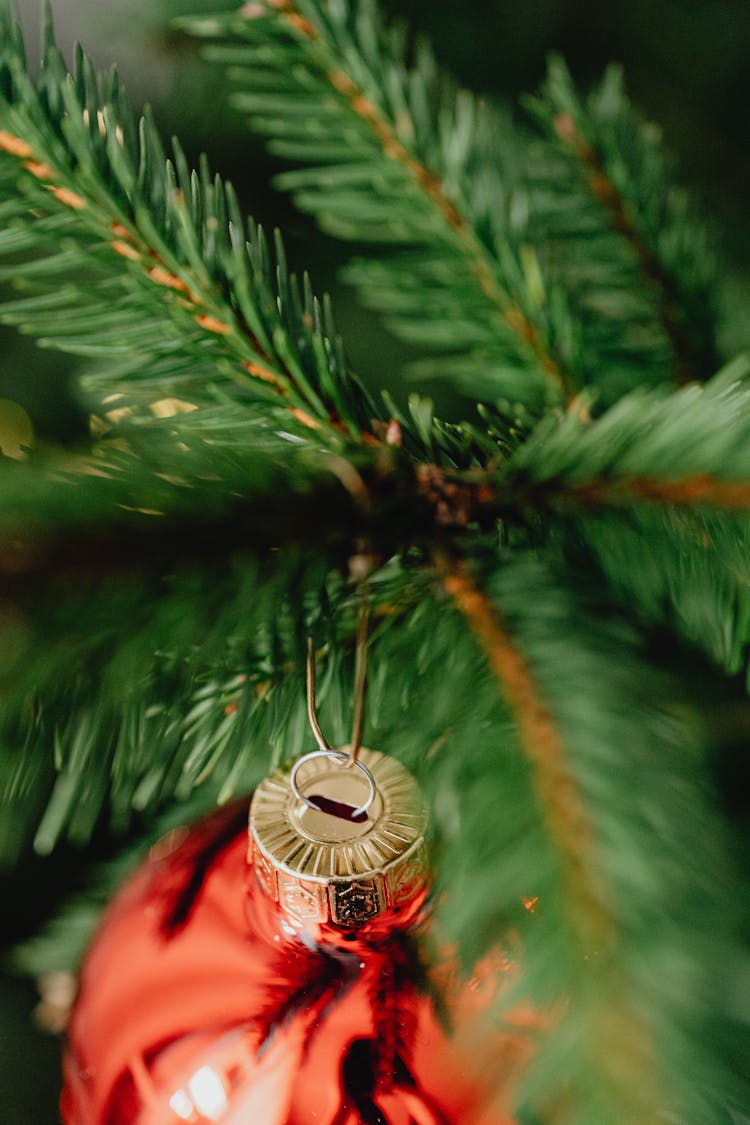 Red Bauble Hanging On Twig