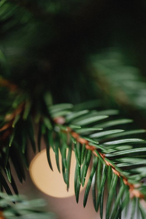 Free A detailed view of pine leaves and a blurred light in the background, evoking a festive atmosphere. Stock Photo