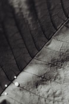 A detailed monochrome macro image capturing the texture of a leaf with water droplets.