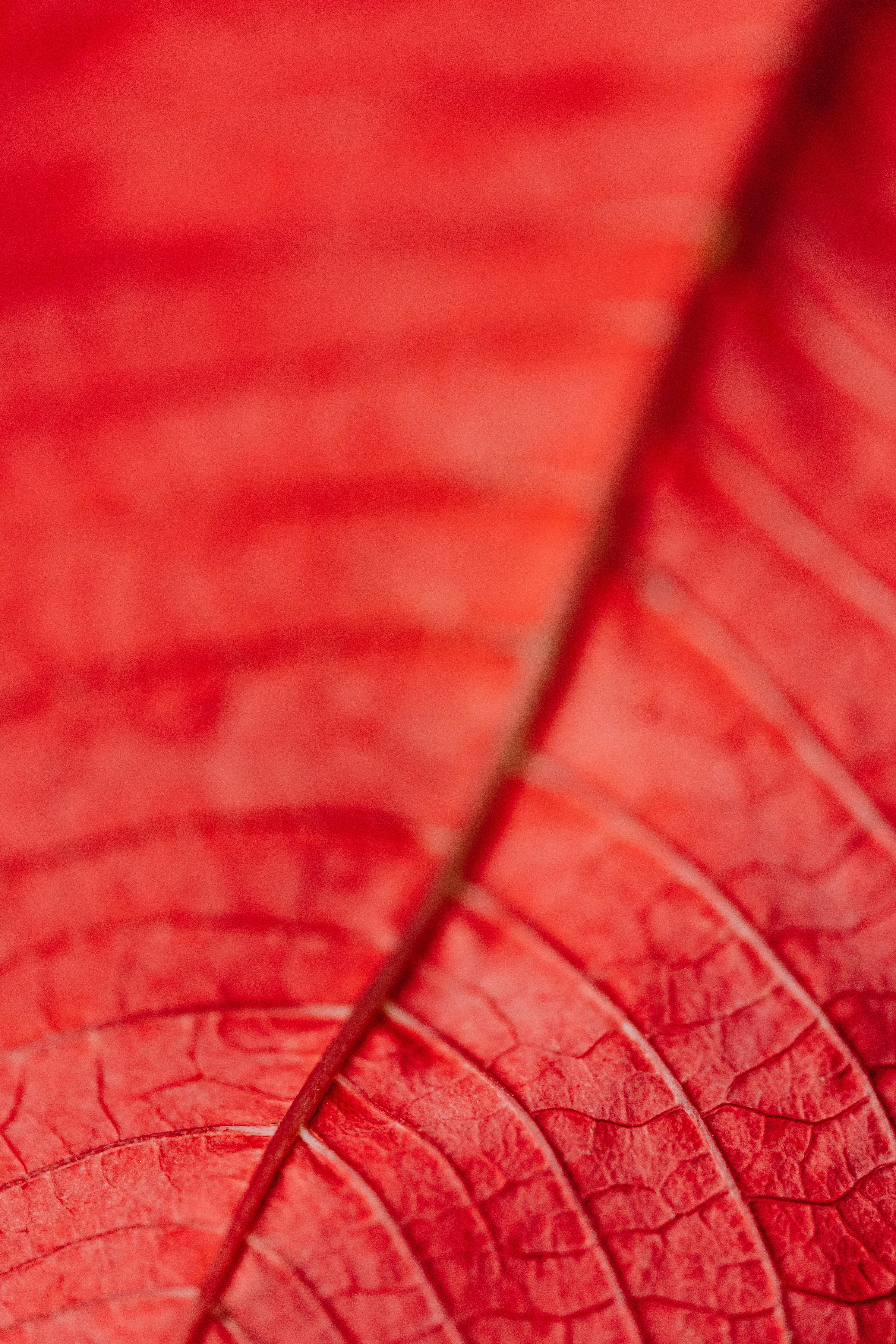 Detailed macro shot of a red leaf with visible texture and delicate patterns.