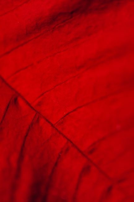Extreme close-up of red leaf texture with vivid color and natural veins.