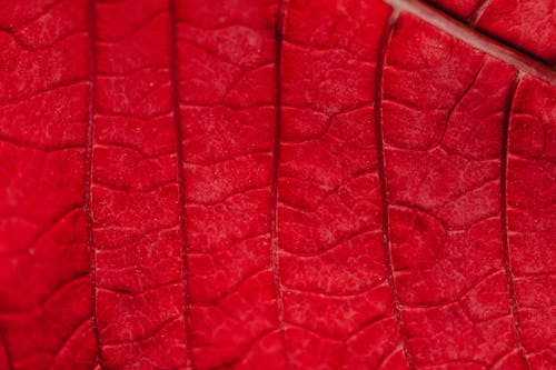 Red Leaf in Macro Photography