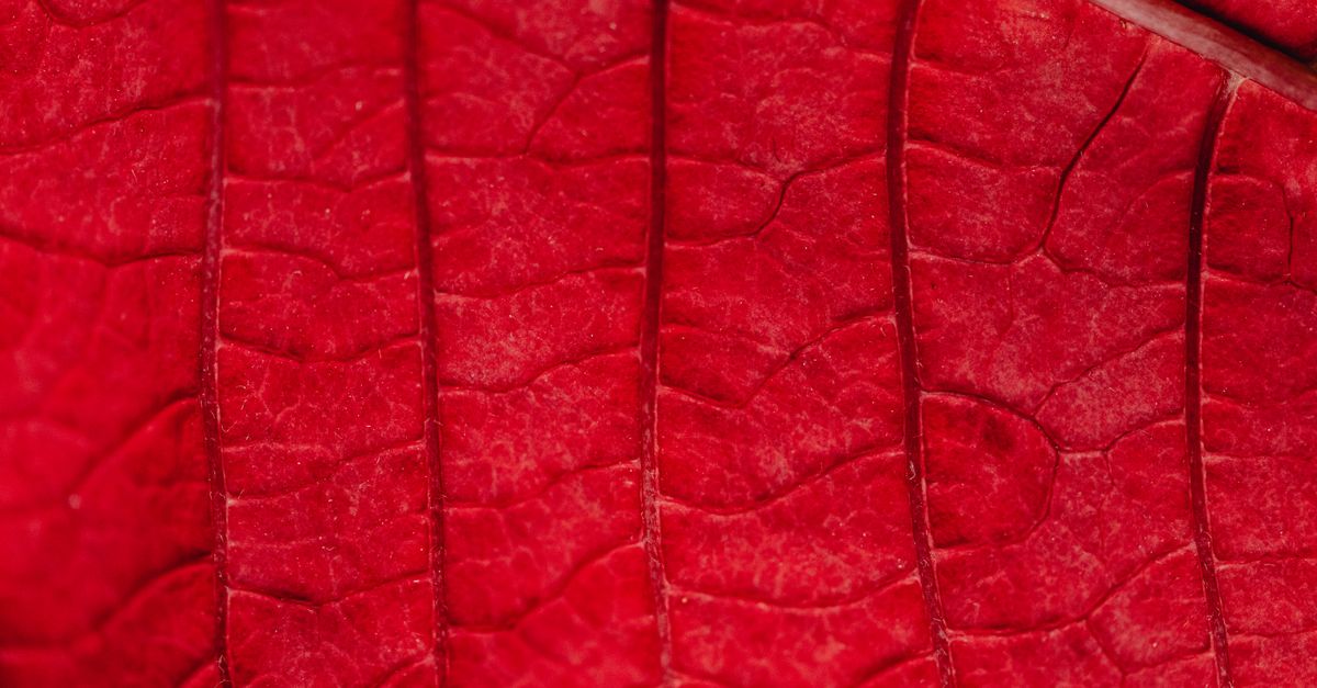 Poinsettia : Guide Entretien et Soins 2026