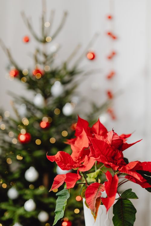 Free Close-up of red poinsettias with blurred Christmas tree in the background. Stock Photo