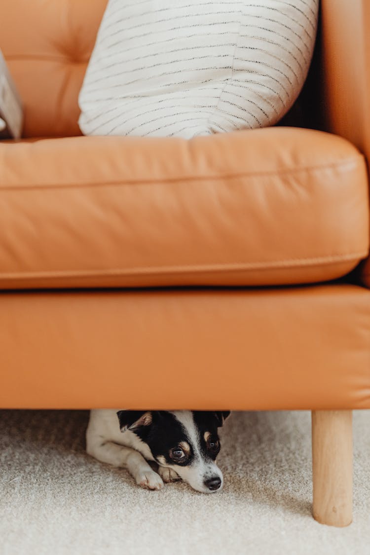 Small Dog Hiding Under Couch