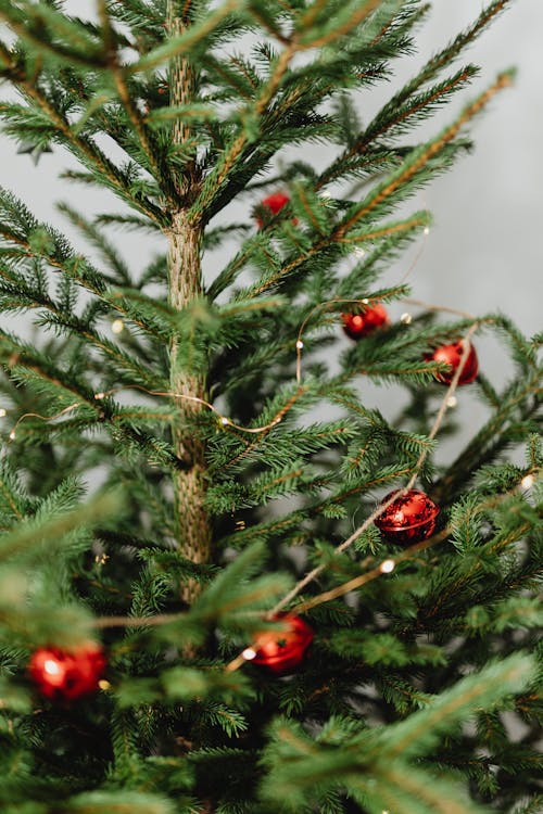 Red Baubles on a Real Christmas Tree