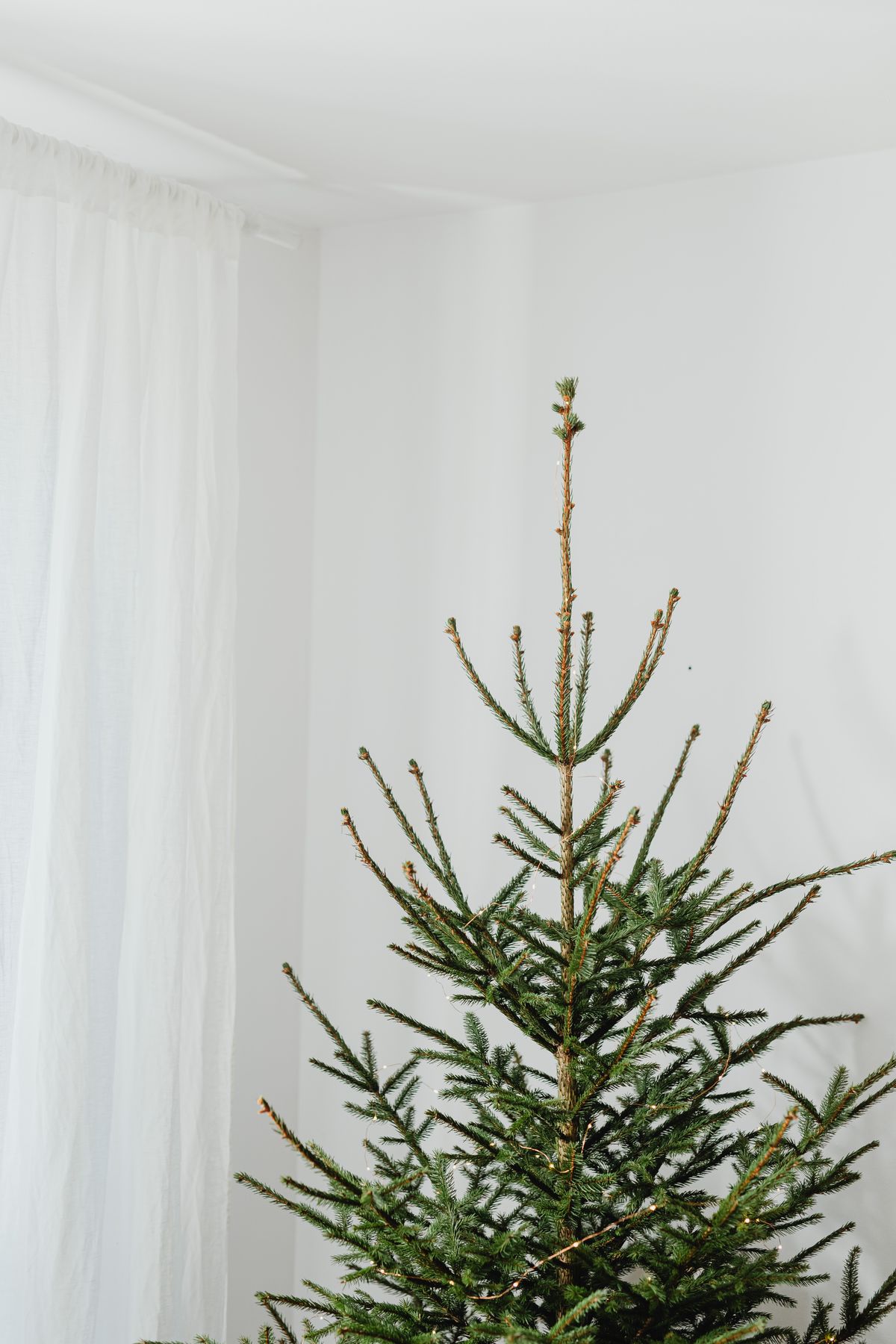 Minimalist Christmas tree standing in a bright white room